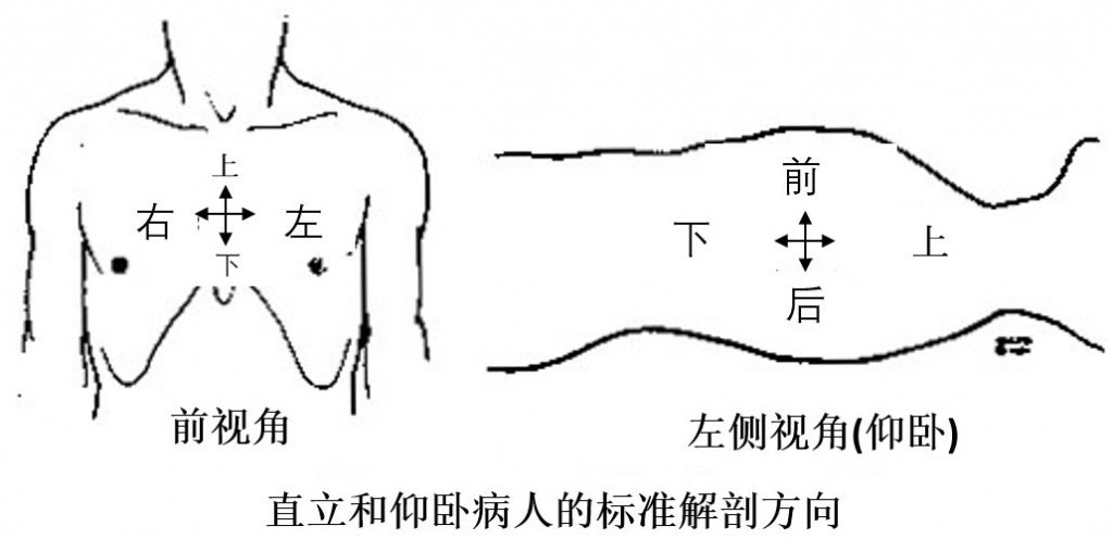 Figure 1b: Standard anatomical directions in erect and supine patients