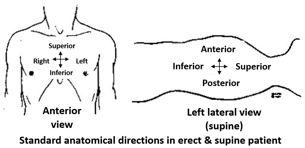 Figure 1a: Standard anatomical directions in erect and supine patients