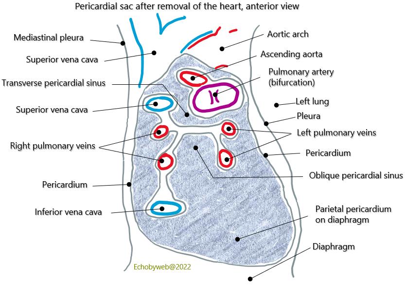 Figure 2. The postero-inferior pericardial sac and the pericardial sinuses: Transvere and Oblique 