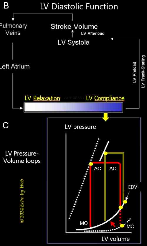 Figure 13B - Componenti della funzione diastolica
Figura 13C - Il loop pressione-volume e la complianza VS 