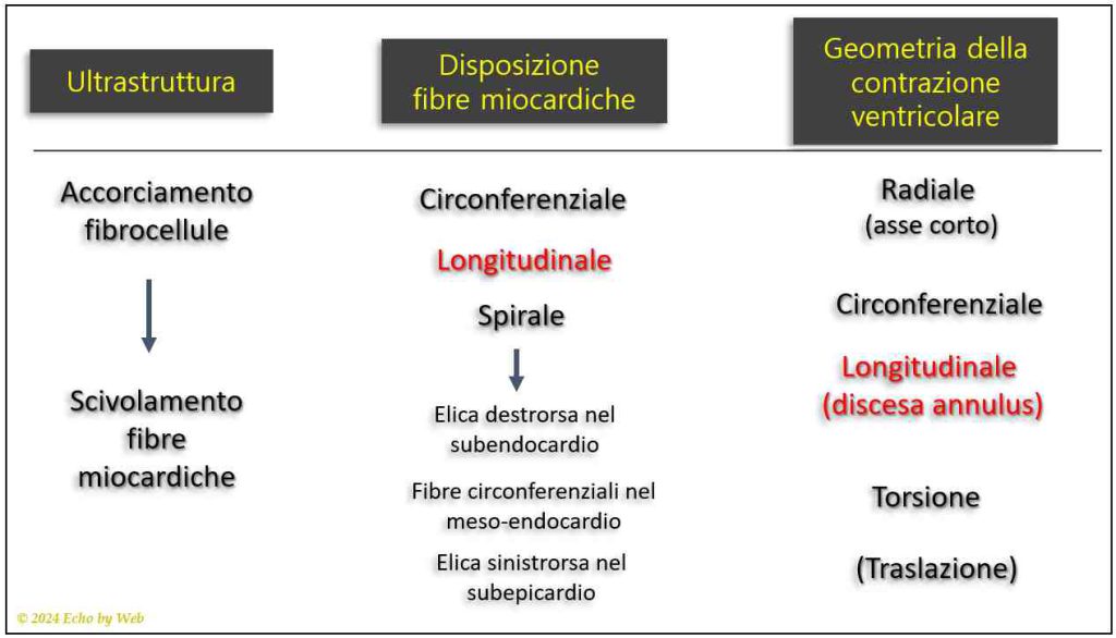 Figura 33 - Geometria delle fibre miocardiche
