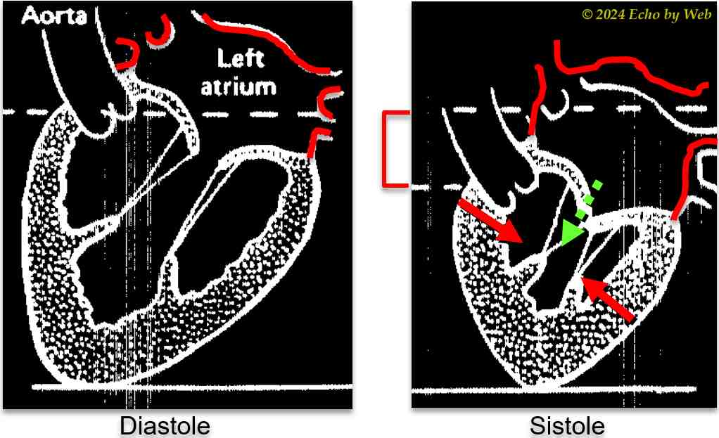 Image 24 - La discesa sistolica della base cardiaca